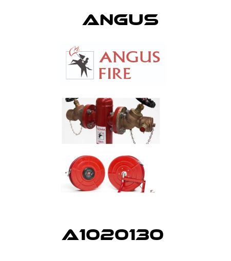 A1020130  Angus